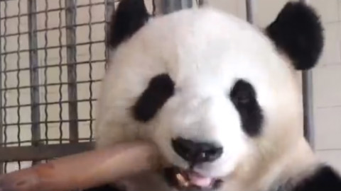 一个熊猫吃竹子的视频,看了4分钟